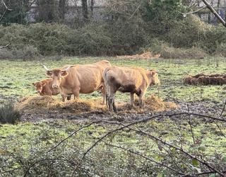 Dermatosi nodular kutsakorraren aurkako txertoa jartzen hasi dira Gipuzkoan