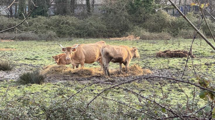 Dermatosi nodular kutsakorraren aurkako txertoa jartzen hasi dira Gipuzkoan