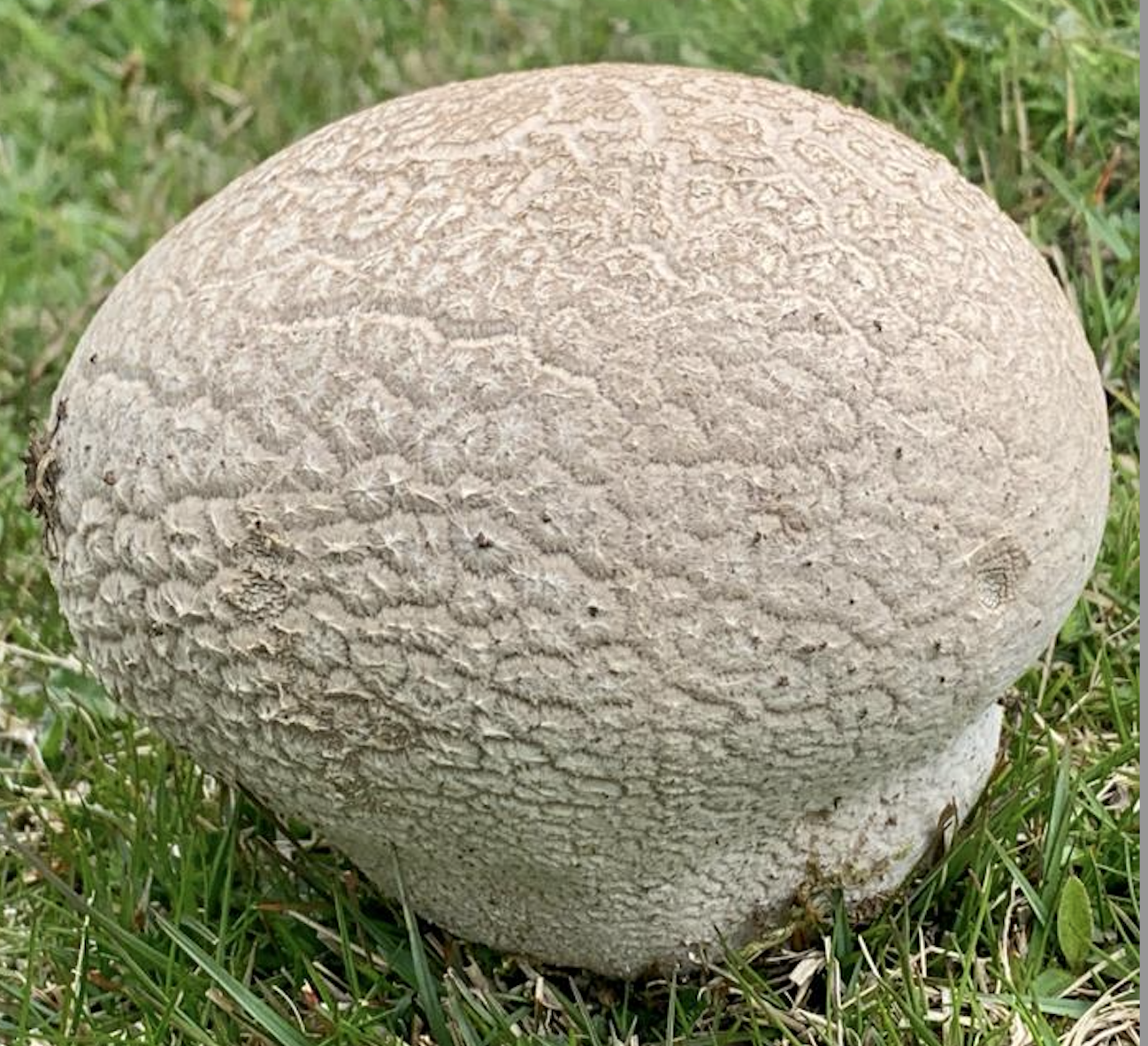 Astaputza
