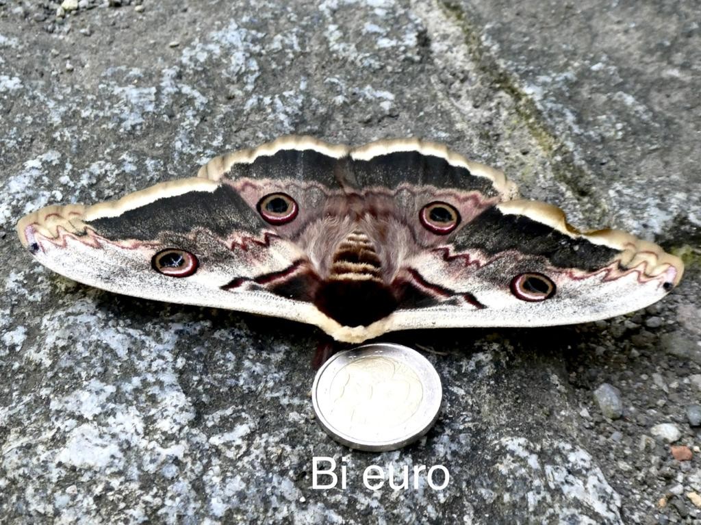 Paboi handia Arantzazun