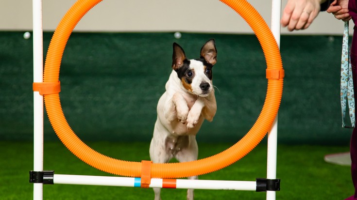 1760366048871 Agility Albistegi albaitaritza | argazki galeria 2