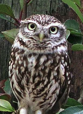 Gaueko hegazti harraparien bila Arantzazun