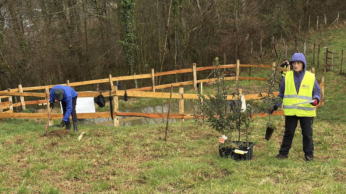 Kukubaso elkarteak bost urte beteko ditu bertako basoa berreskuratzeko lanetan