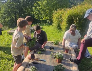 Egin dituzte lehen landaketak sendabelarrendako ortu berrietan