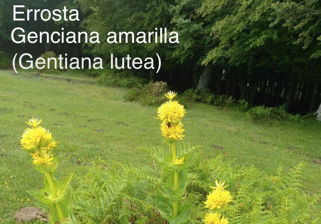 Errosta belarra
