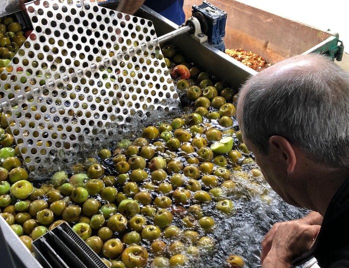 Martxan da zukua eta sagardoa egiteko denboraldia