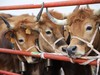 Herriko abeltzainen animaliekin egingo dute aurten domekako ganadu feria