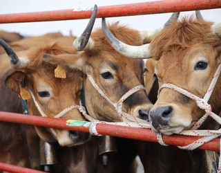 Herriko abeltzainen animaliekin egingo dute aurten domekako ganadu feria
