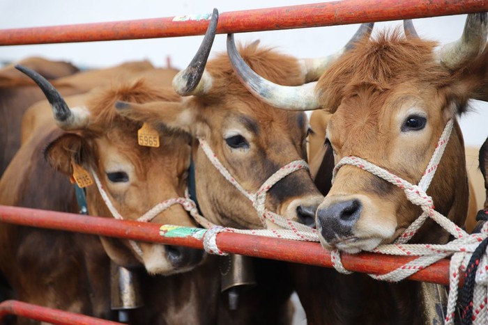 Herriko abeltzainen animaliekin egingo dute aurten domekako ganadu feria