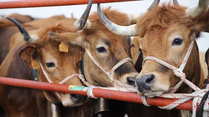 Herriko abeltzainen animaliekin egingo dute aurten domekako ganadu feria