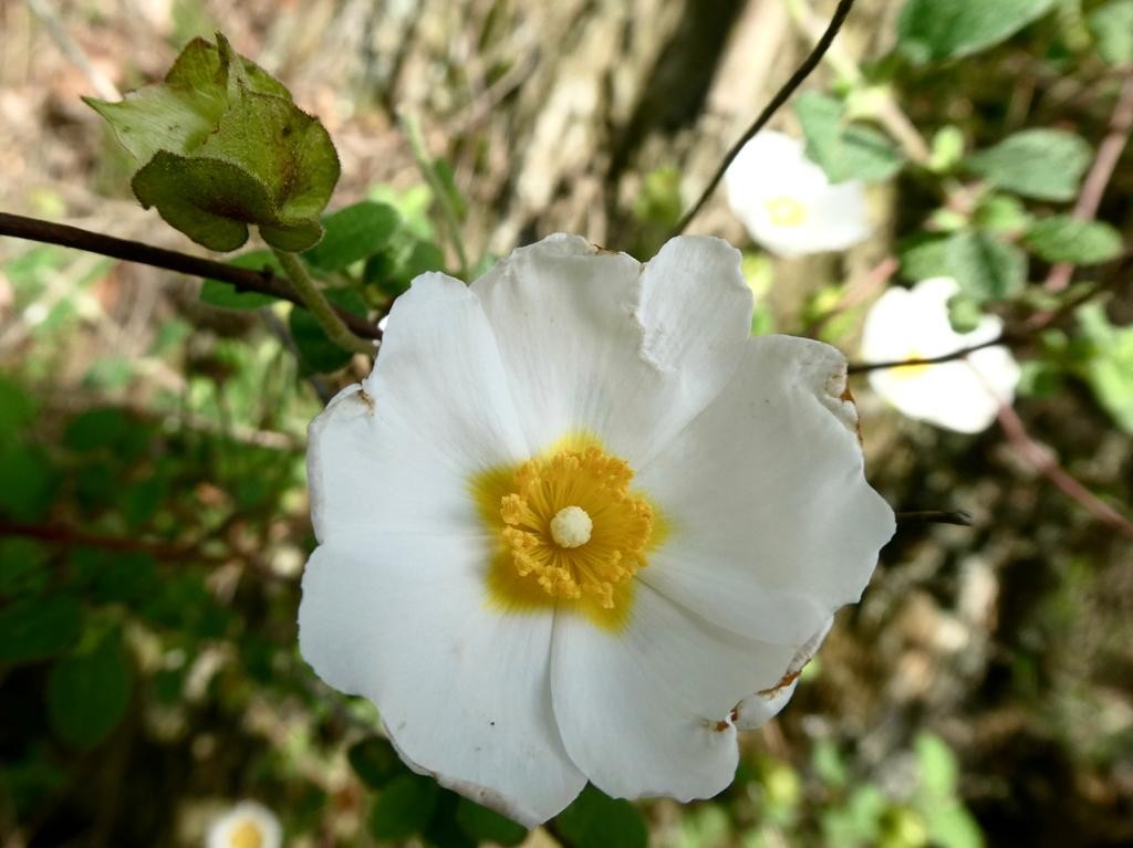 Estrepa txikia