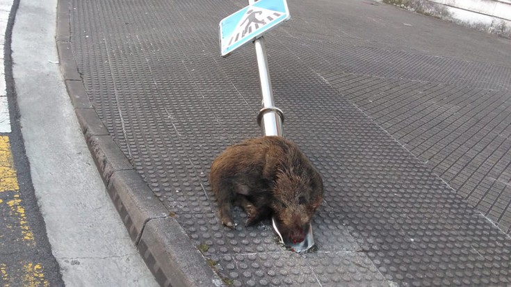 Basurde bat jarri dute atzo kamioi batek bota zuen farolaren alboan