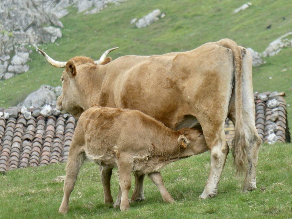 Errabero, erraberua