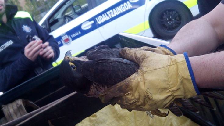 Belatza tirokatu izana salatu du Oñatiko Naturazaliak taldeak