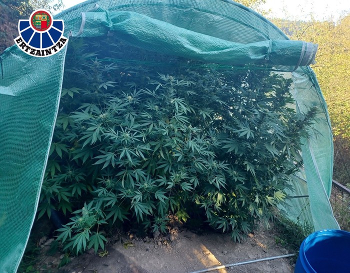 Beste atxilotu bat Aretxabaletan, "marihuana-plantazioen arduradun" izateagatik