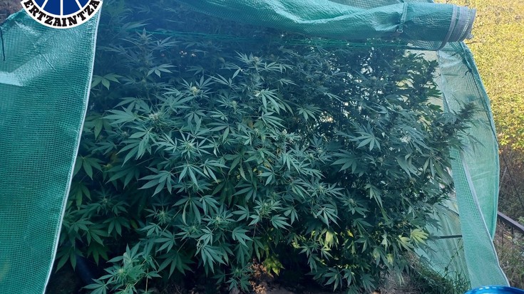 Beste atxilotu bat Aretxabaletan, "marihuana-plantazioen arduradun" izateagatik
