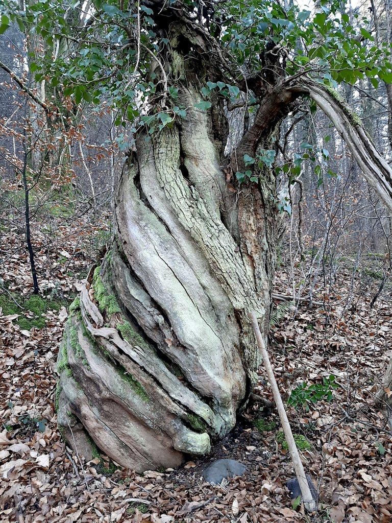 Gaztainondo enborrak