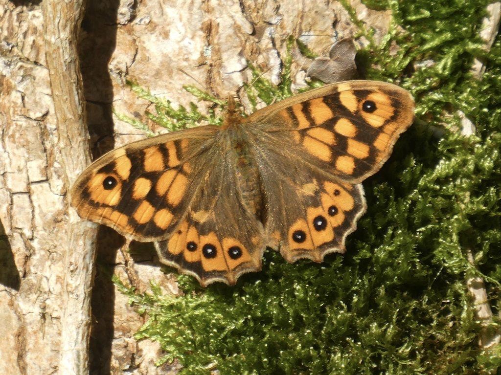 Basozaina tximeleta