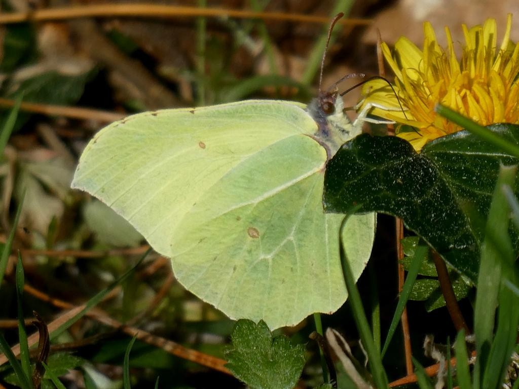 'La limonera' tximeleta