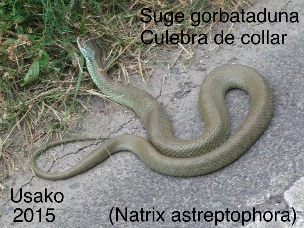 Suge gorbataduna