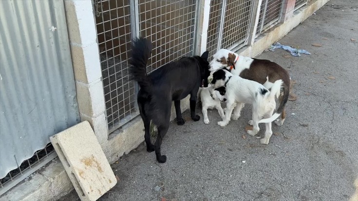 Elurra txakurtegia beteta dago abuztuan