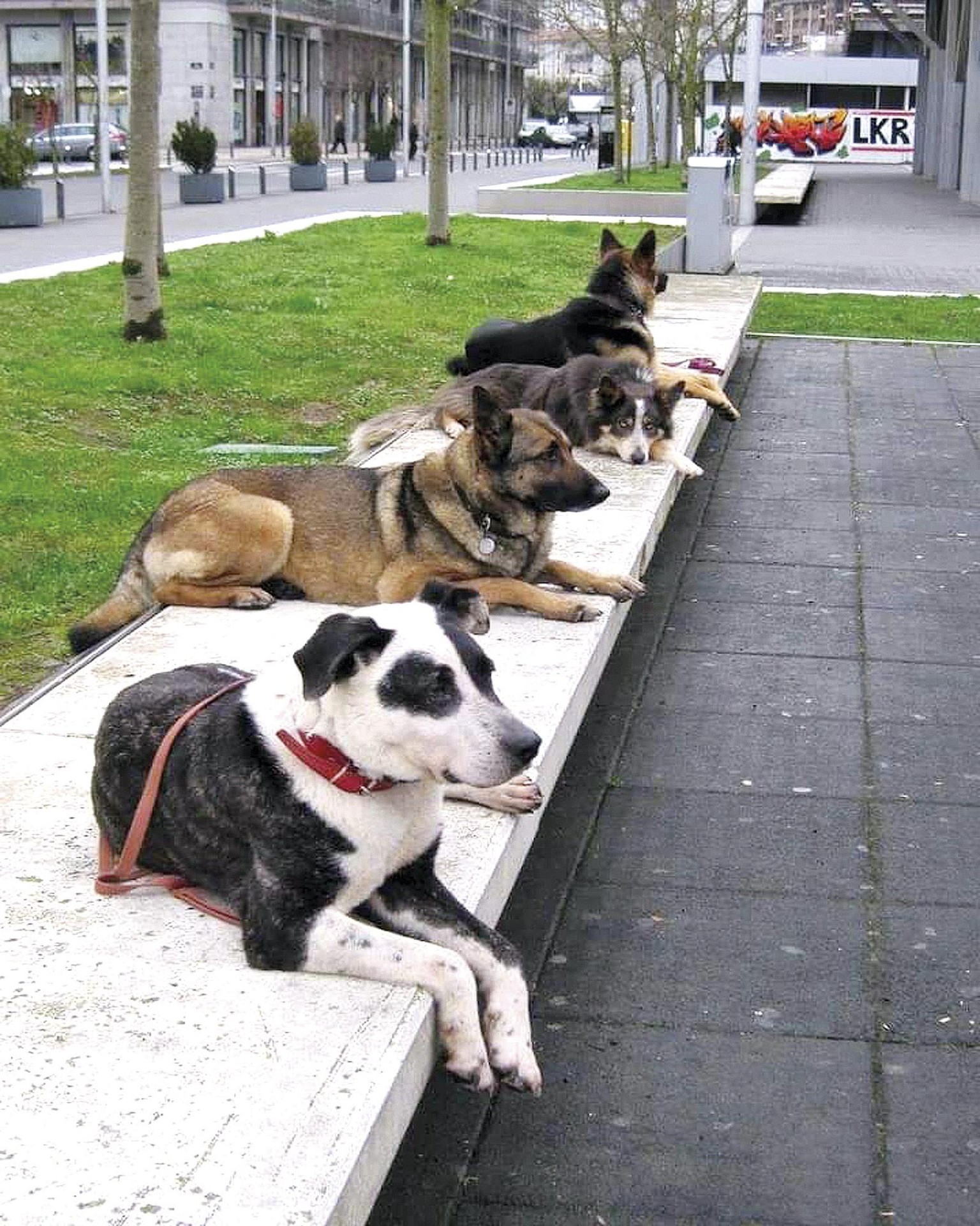 Txakurrendako zerbitzuak ugarituz doaz