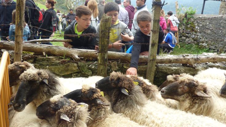 Urriaren 12an, Elosuko mendi ganadu feria