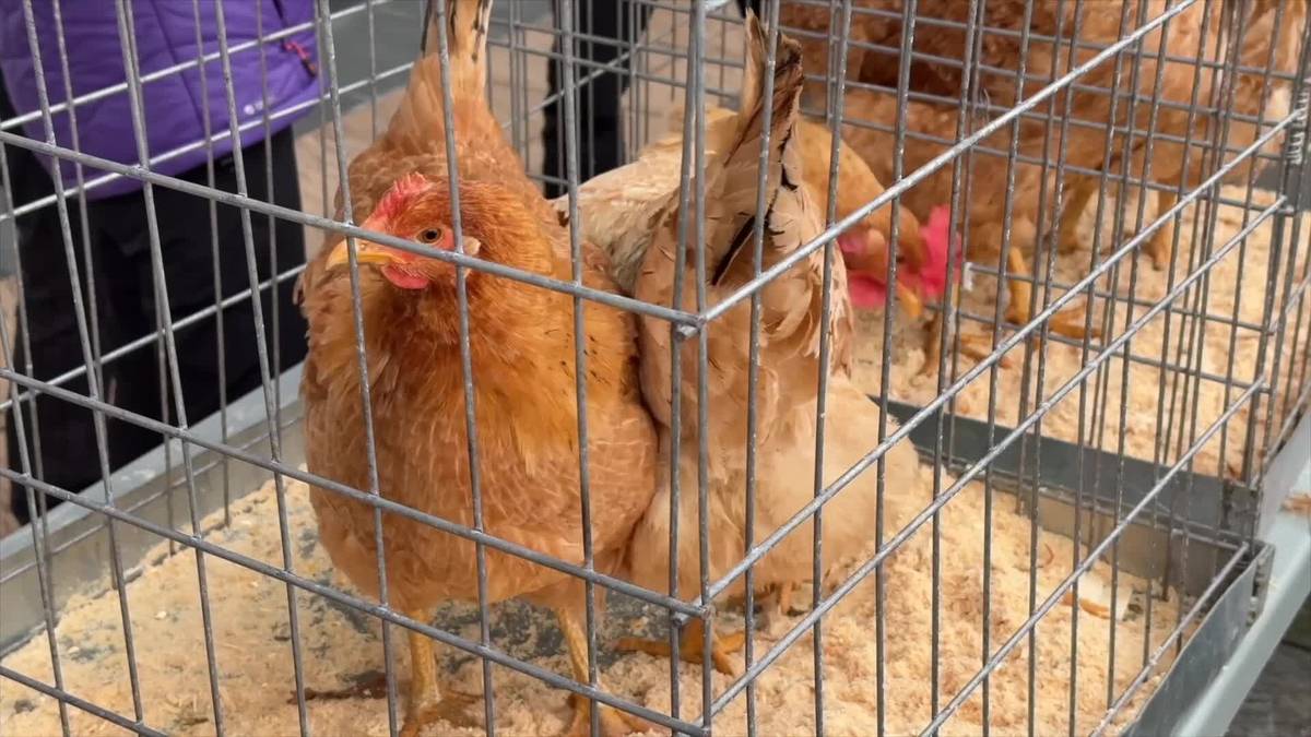 Hegaztirik ez, baina ganadua egongo da santamasetako azokan