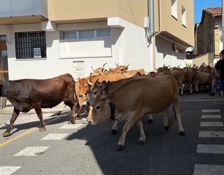 Elgetako azoka nagusia berezia izan da aurten, behien 'kalejira' eta guzti