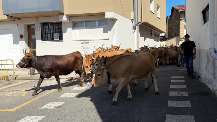 Elgetako azoka nagusia berezia izan da aurten, behien 'kalejira' eta guzti