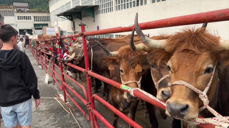 Albisteak: Elgetako Ferixa Nagusiko jaietan, ganadua izango da domekan, baina baldintzekin