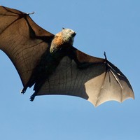 Saguzarren gaua: mitotik errealitatera