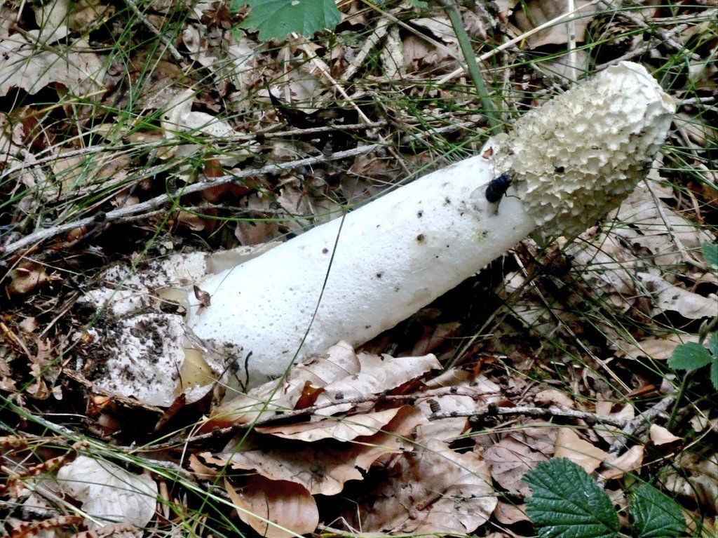Etsai ezten perretxikoa
