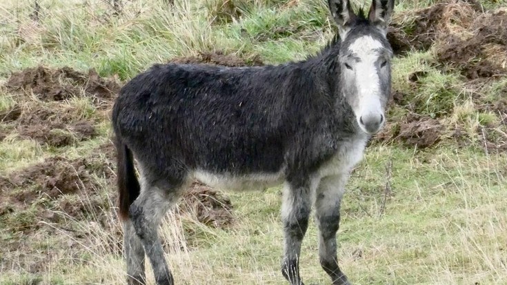 Baserriko animaliekin berriketan