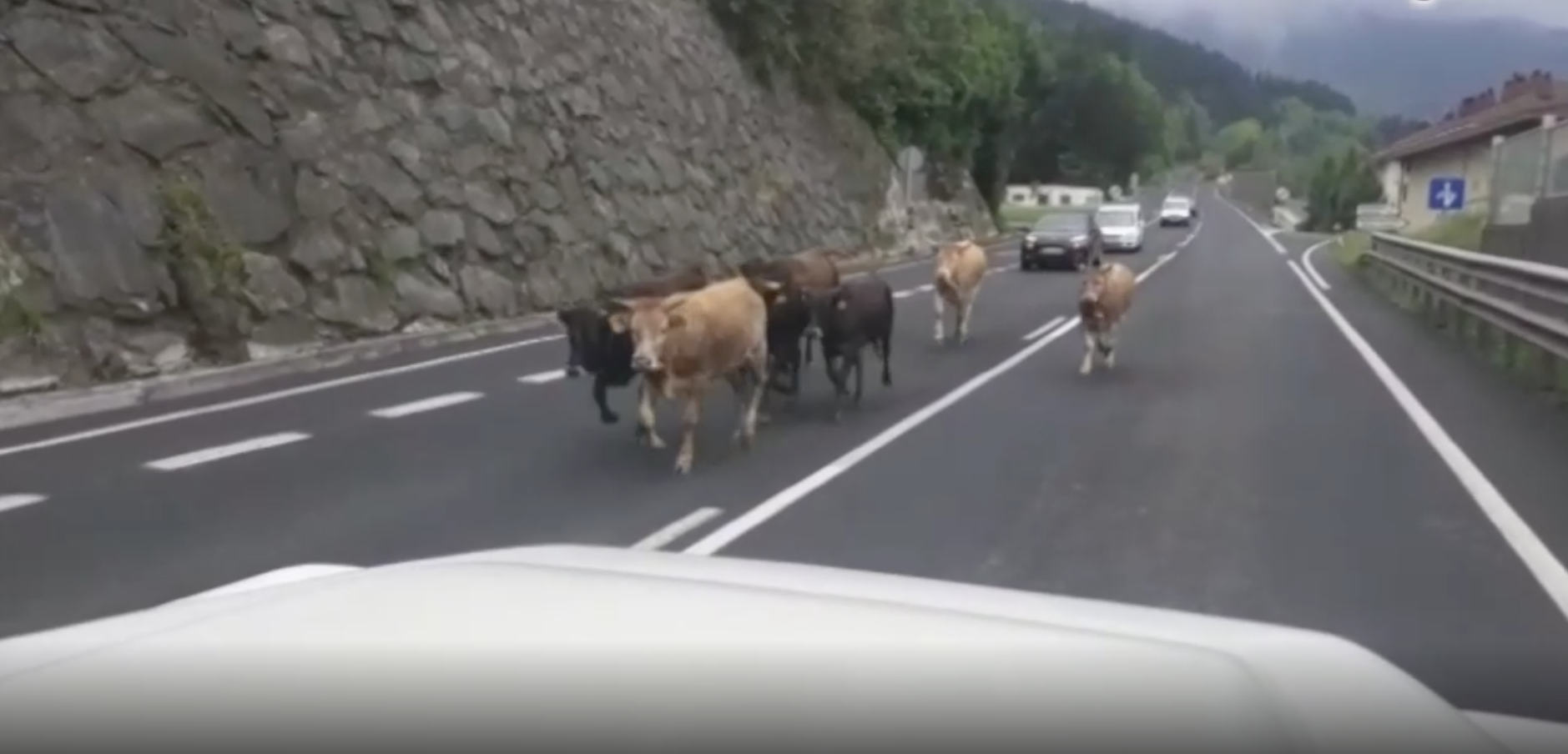 Ibai Alberdi: "Animaliak errespetatu egin behar ditugu, eta lasai utzi"