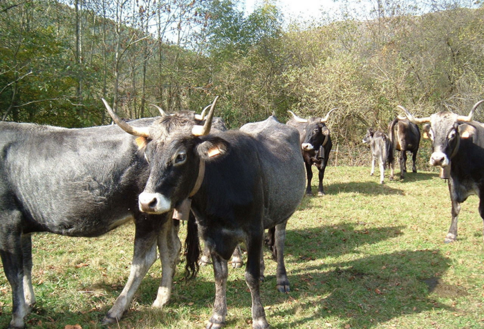 Ganaduzaleekin bilera