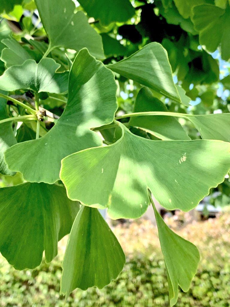 Ginkgo Biloba