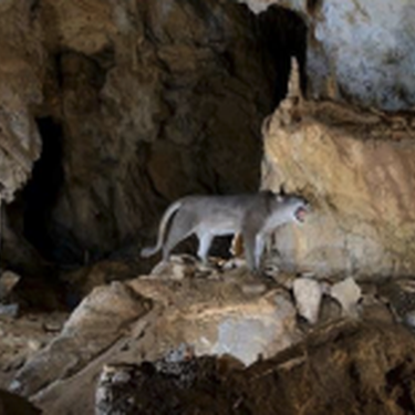 Ilunpeko altxorrak, familian