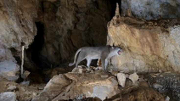 Ilunpeko altxorrak, familian