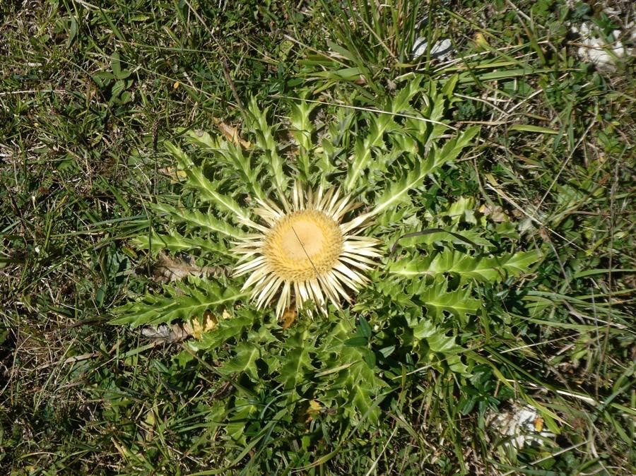 Eguzki lorea