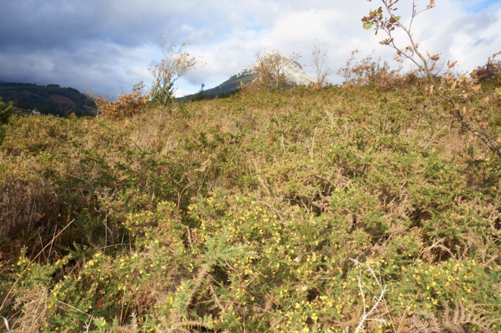 Aurten ere Hidalgobason egingo da zuhaitz eguneko landaketa