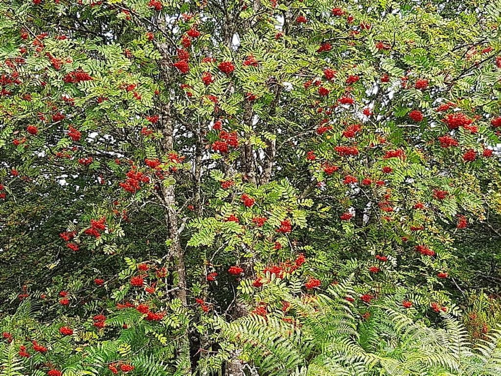 Basolizarra