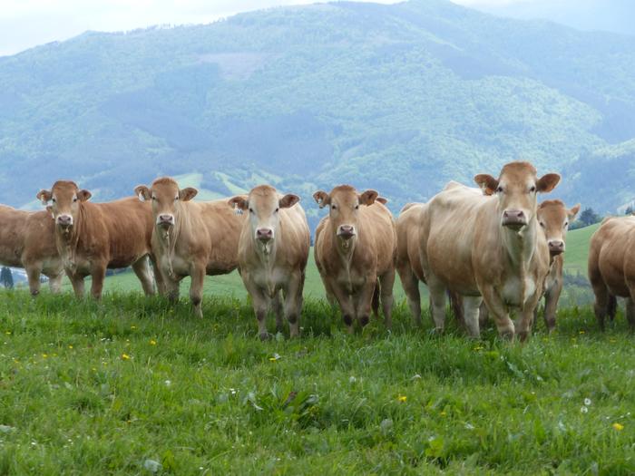 Gipuzkoako baserritarrek "albaitari zerbitzu duin bat" izateko aukera dute Degabelen bazkide eginda