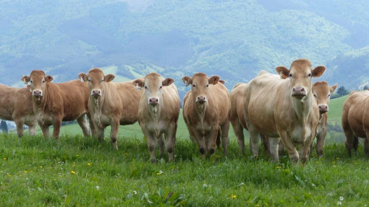 Gipuzkoako baserritarrek "albaitari zerbitzu duin bat" izateko aukera dute Degabelen bazkide eginda