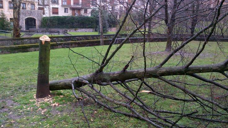 Haserrea sortu du herrian zuhaitza aizkorakadaz botatzeak