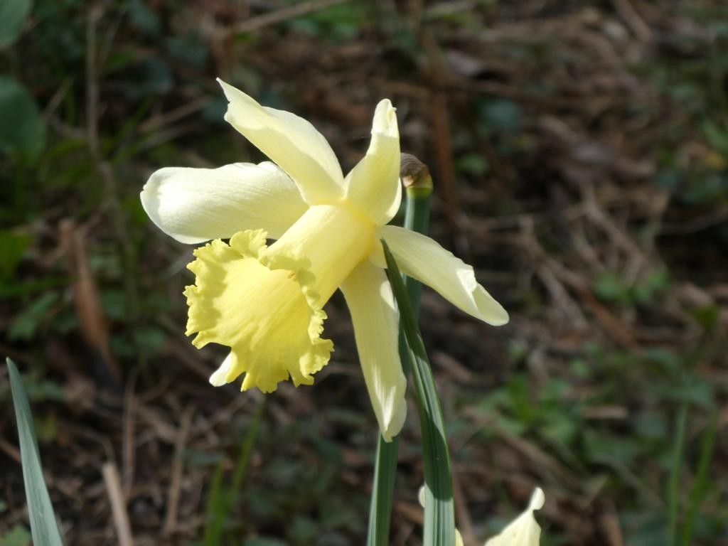 Lilipak