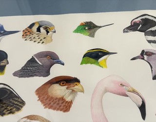 Carles Puche ilustratzaile zientifikoaren lanak Laboratorium museoan