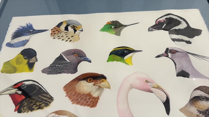 Carles Puche ilustratzaile zientifikoaren lanak Laboratorium museoan
