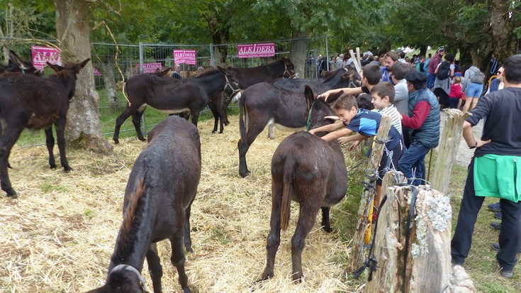 Elosuko ganadu feriarik ez da egingo aurten