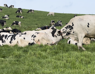 1999an, Debagoienean, 2.179 ustiategi zeuden; 2024an, aldiz, 402 baino ez